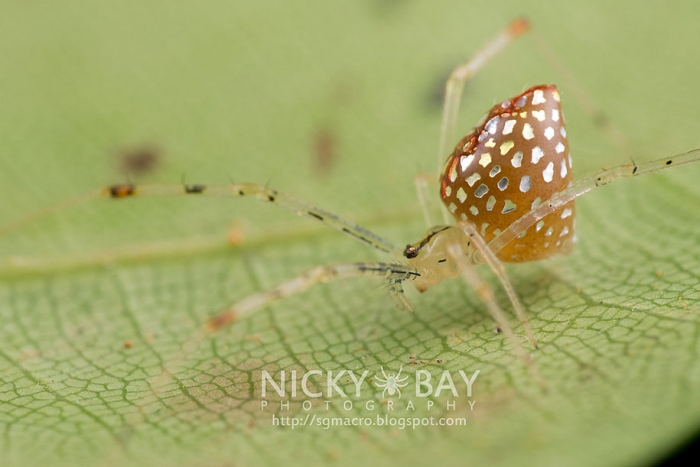 mirror-spider-animal-macro-photography-6
