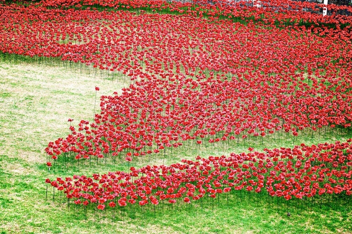 ceramic-poppies-installation-first-world-war-london-tower-5
