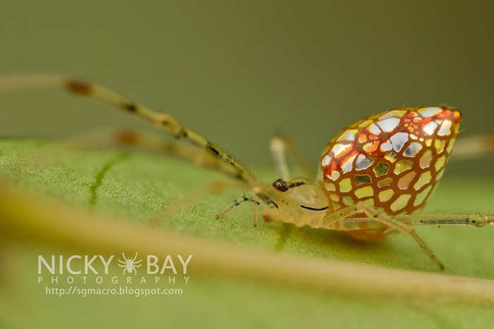mirror-spider-animal-macro-photography-5