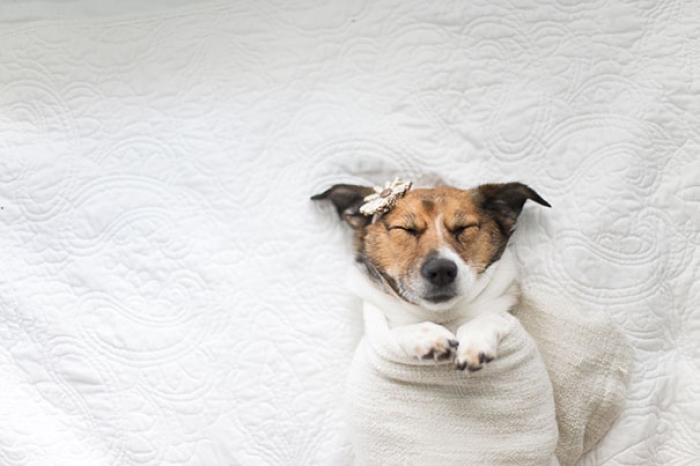 snuggles-dog-baby-photos-count-it-joy-photography-jamie-clauss-5
