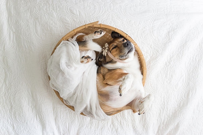 snuggles-dog-baby-photos-count-it-joy-photography-jamie-clauss-7