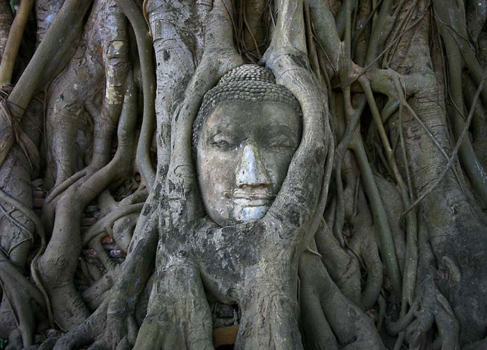 beautiful=tree-root-patterns-concrete-18