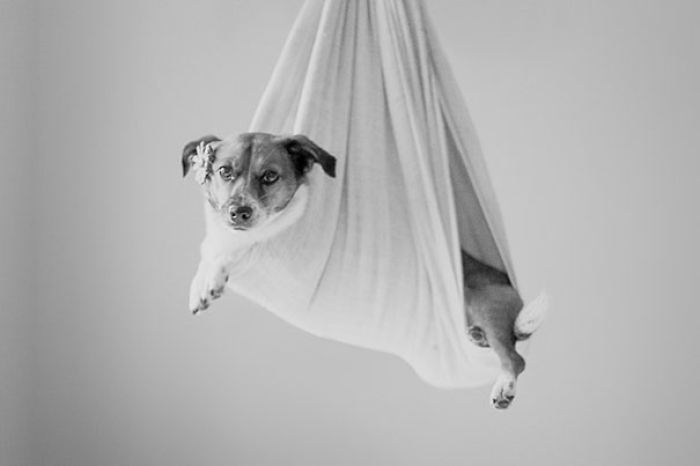 snuggles-dog-baby-photos-count-it-joy-photography-jamie-clauss-9