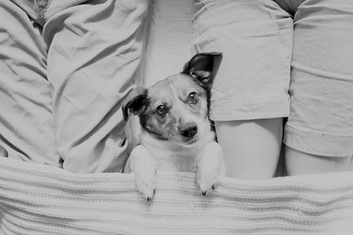 snuggles-dog-baby-photos-count-it-joy-photography-jamie-clauss-11