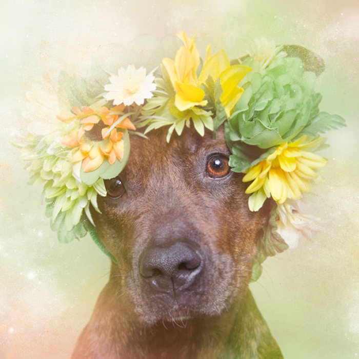 flower-power-pit-bulls-of-the-revolution-photography-sophie-gamand-4