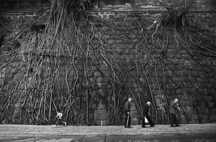 beautiful=tree-root-patterns-concrete-14