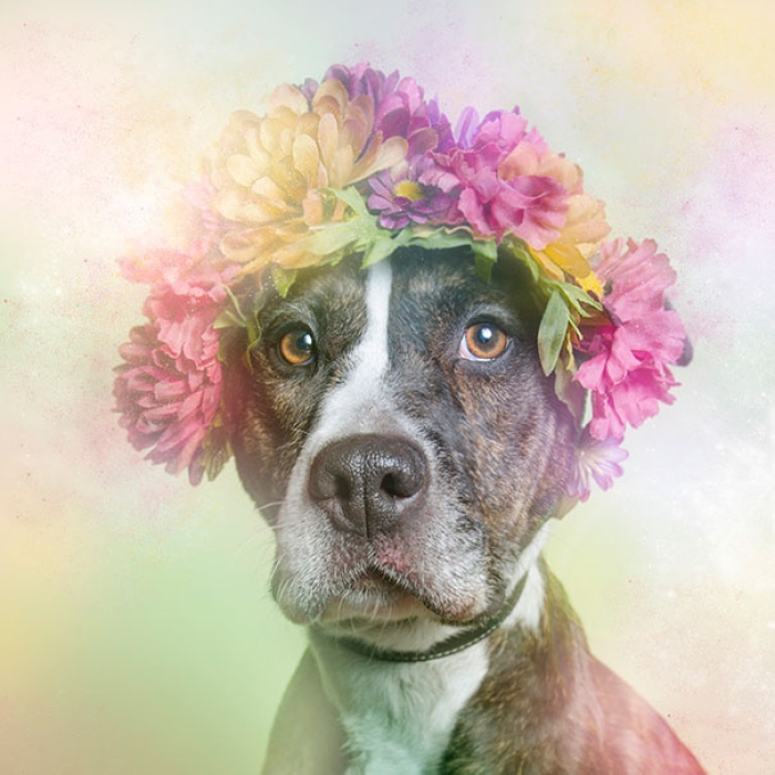 flower-power-pit-bulls-of-the-revolution-photography-sophie-gamand-10