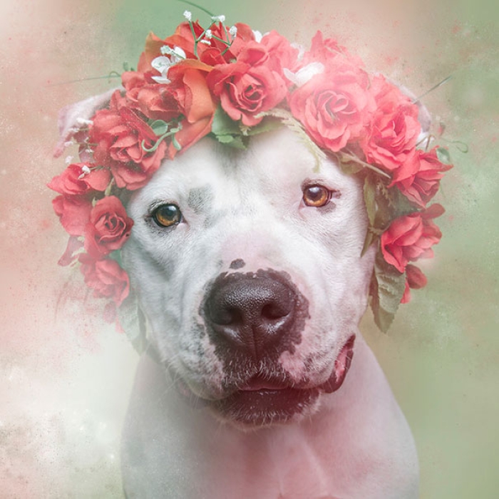 flower-power-pit-bulls-of-the-revolution-photography-sophie-gamand-2