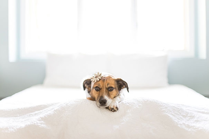 snuggles-dog-baby-photos-count-it-joy-photography-jamie-clauss-13