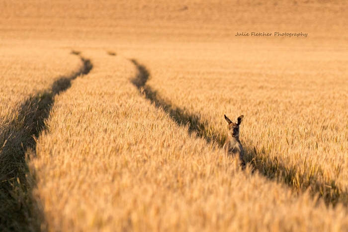 wild-nature-landscape-photography-australia-julie-fletcher-20