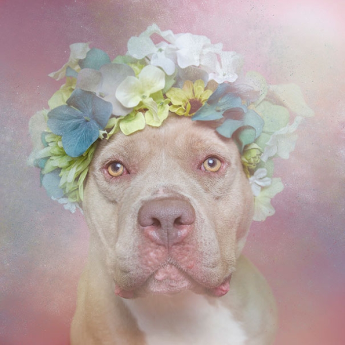 flower-power-pit-bulls-of-the-revolution-photography-sophie-gamand-1