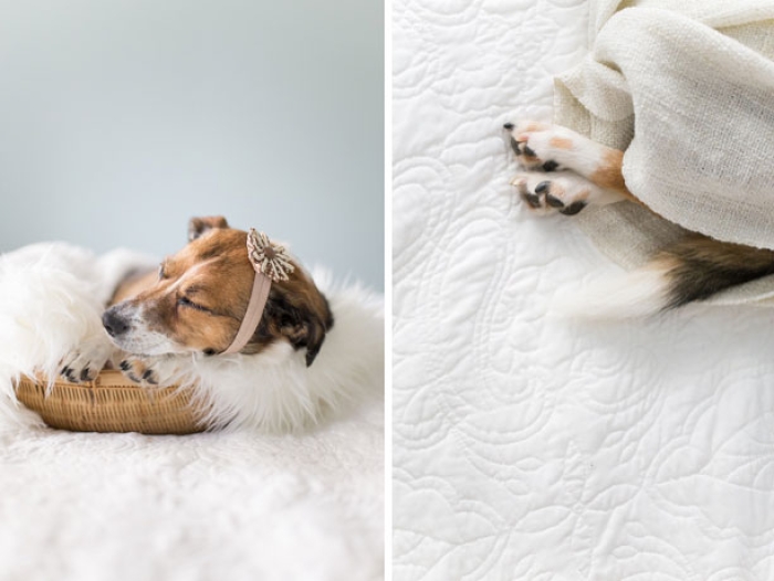 snuggles-dog-baby-photos-count-it-joy-photography-jamie-clauss-14