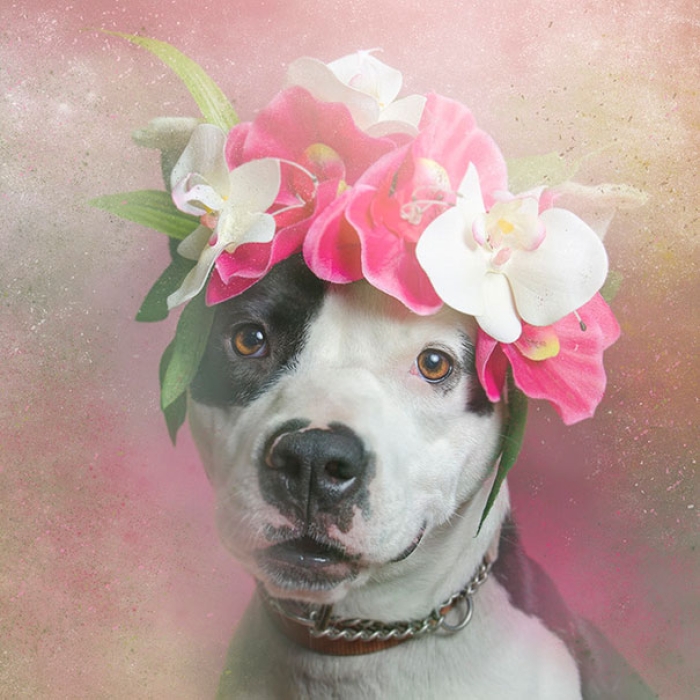 flower-power-pit-bulls-of-the-revolution-photography-sophie-gamand-7