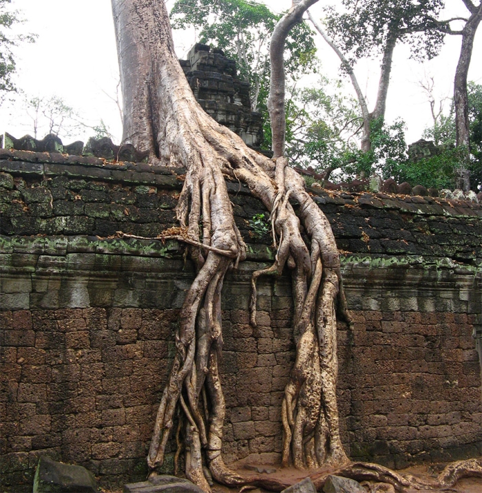 beautiful=tree-root-patterns-concrete-21