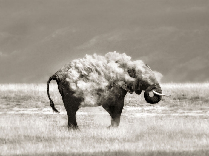 wildlife-animal-photography-marina-cano-1