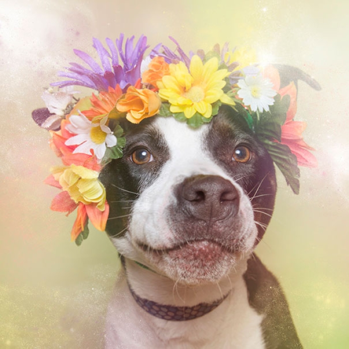 flower-power-pit-bulls-of-the-revolution-photography-sophie-gamand-6