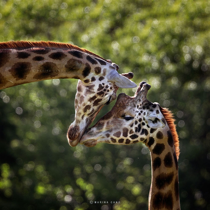 wildlife-animal-photography-marina-cano-2