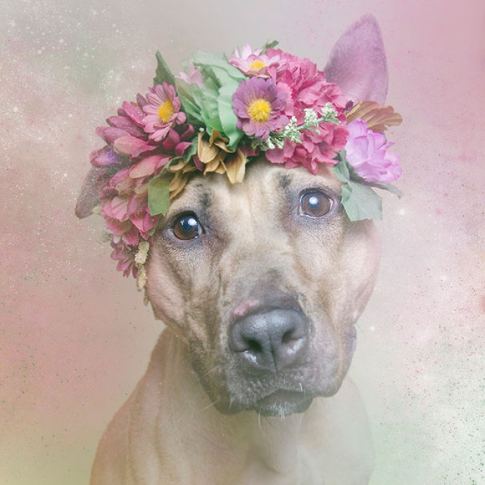 flower-power-pit-bulls-of-the-revolution-photography-sophie-gamand-3
