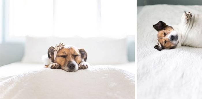 snuggles-dog-baby-photos-count-it-joy-photography-jamie-clauss-17