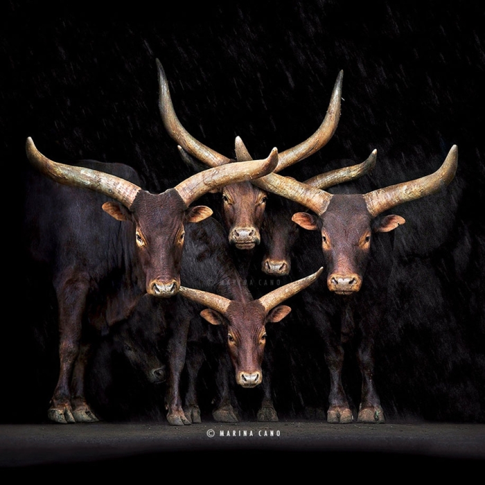 wildlife-animal-photography-marina-cano-3