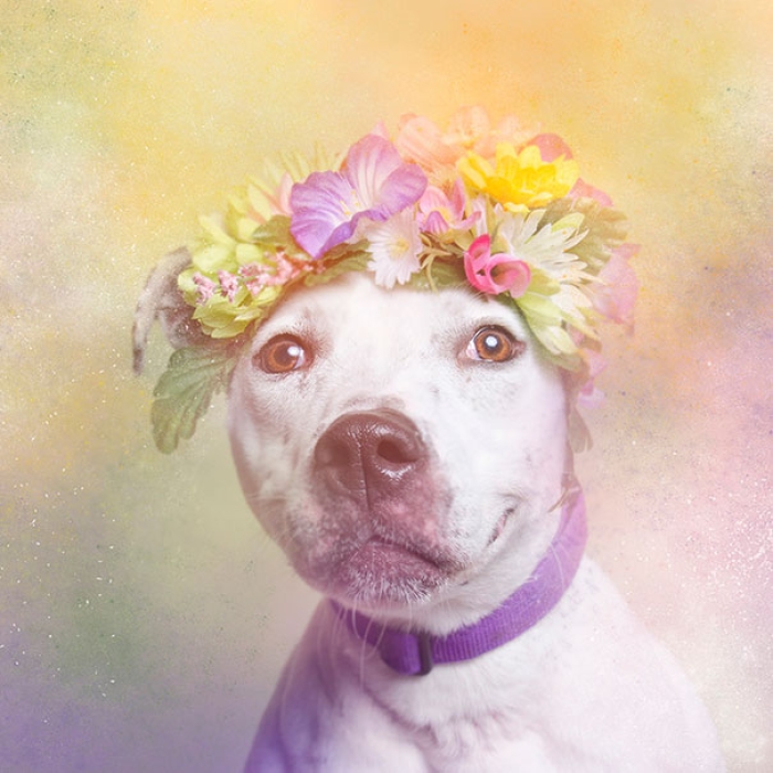 flower-power-pit-bulls-of-the-revolution-photography-sophie-gamand-8