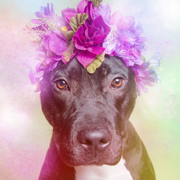 flower-power-pit-bulls-of-the-revolution-photography-sophie-gamand-11