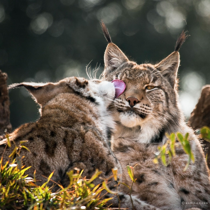 wildlife-animal-photography-marina-cano-4
