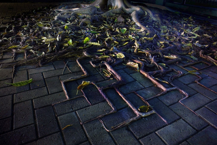 beautiful=tree-root-patterns-concrete-20