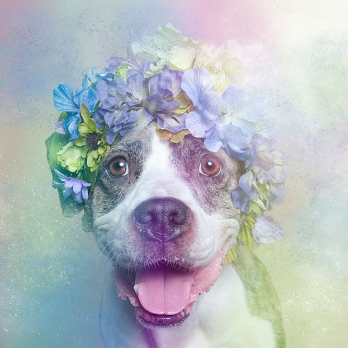 flower-power-pit-bulls-of-the-revolution-photography-sophie-gamand-5