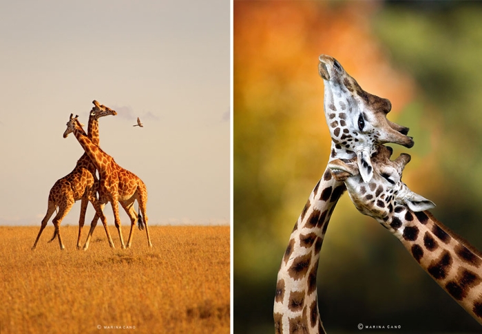 wildlife-animal-photography-marina-cano-5