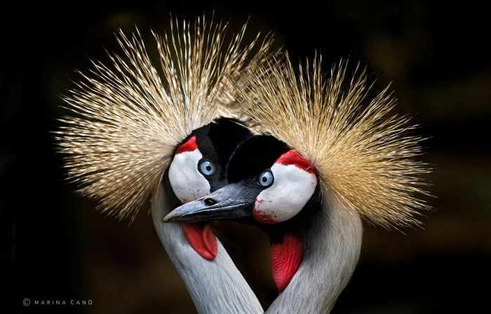 wildlife-animal-photography-marina-cano-6