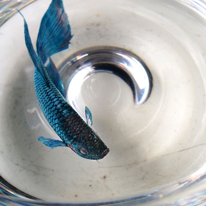 optical-illusion-3d-fish-resin-painting-keng-lye-1