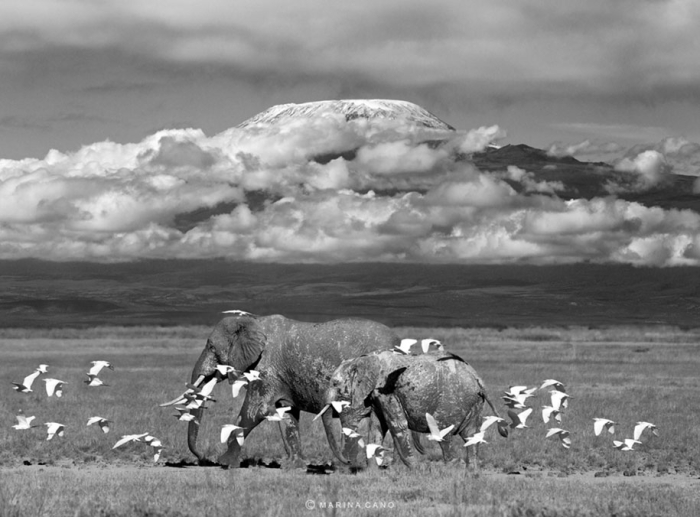 wildlife-animal-photography-marina-cano-7