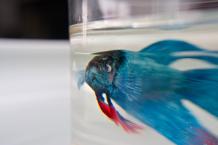 optical-illusion-3d-fish-resin-painting-keng-lye-2
