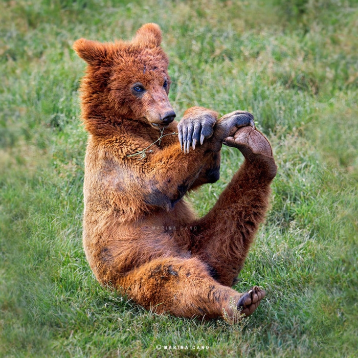 wildlife-animal-photography-marina-cano-8