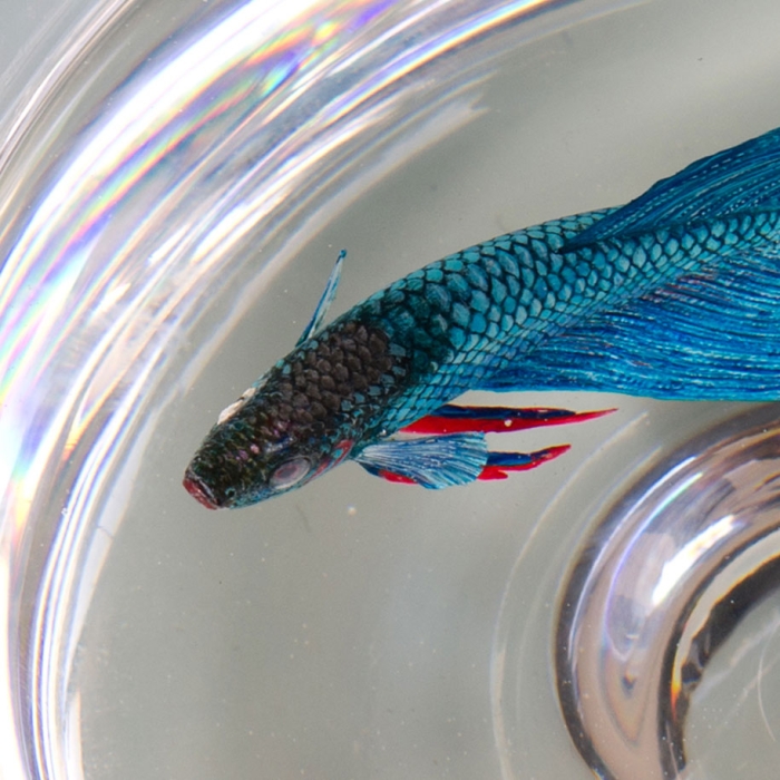 Hyper-Realistic 3D Paintings Made With Acrylics In Layers Of Resin