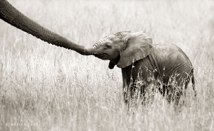 wildlife-animal-photography-marina-cano-23