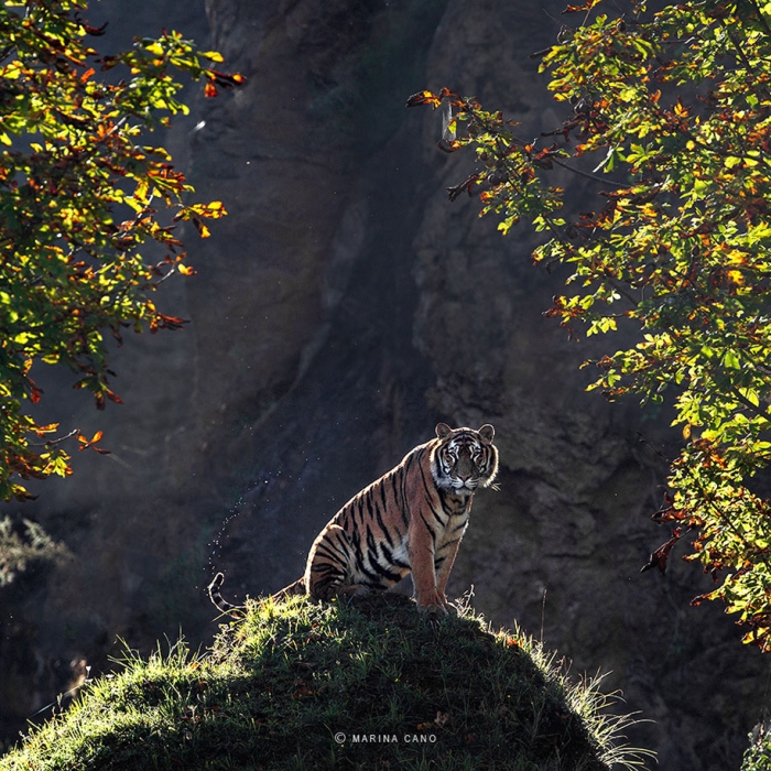 wildlife-animal-photography-marina-cano-11