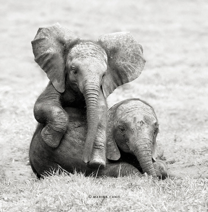 wildlife-animal-photography-marina-cano-13