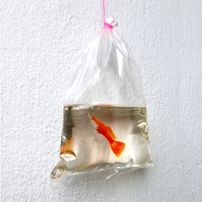 optical-illusion-3d-fish-resin-painting-keng-lye-10