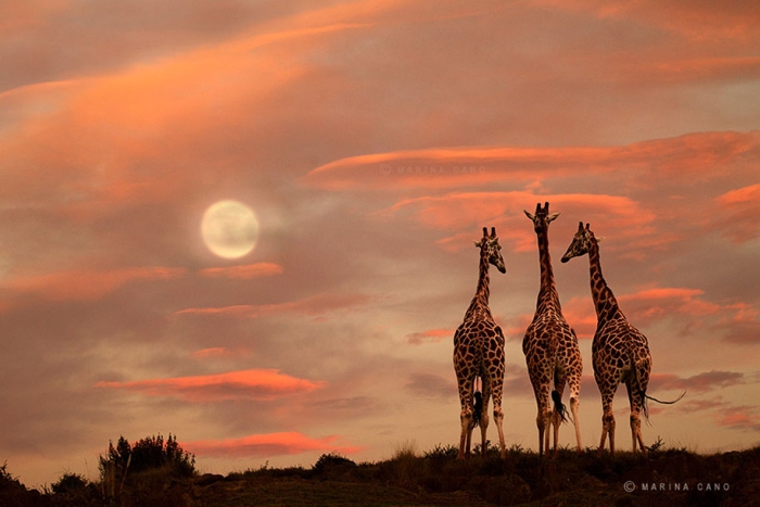 wildlife-animal-photography-marina-cano-14