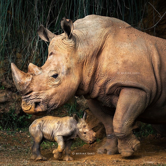 wildlife-animal-photography-marina-cano-15
