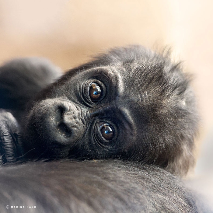 wildlife-animal-photography-marina-cano-16
