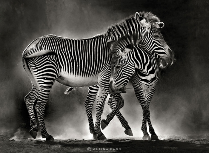 wildlife-animal-photography-marina-cano-24