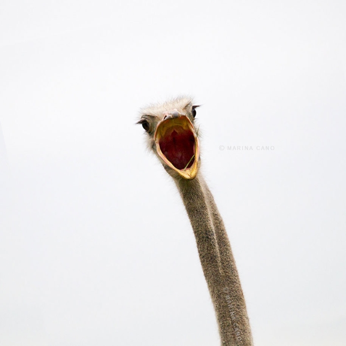 wildlife-animal-photography-marina-cano-17