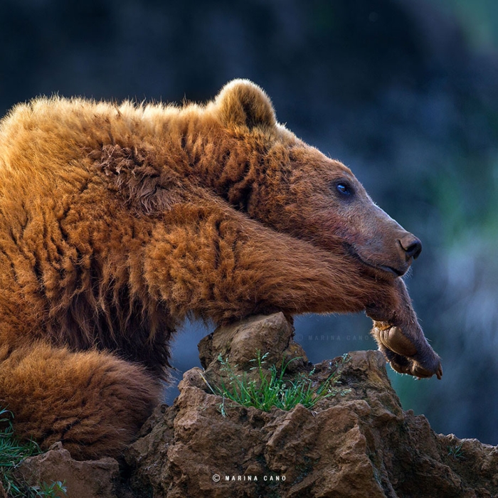 wildlife-animal-photography-marina-cano-18