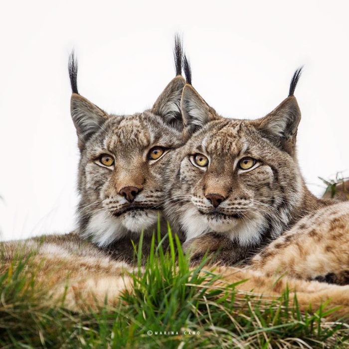wildlife-animal-photography-marina-cano-19