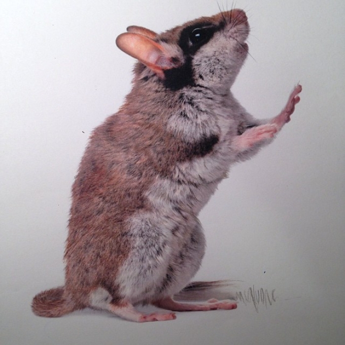 mixed-media-realistic-drawings-karla-mialynne-6