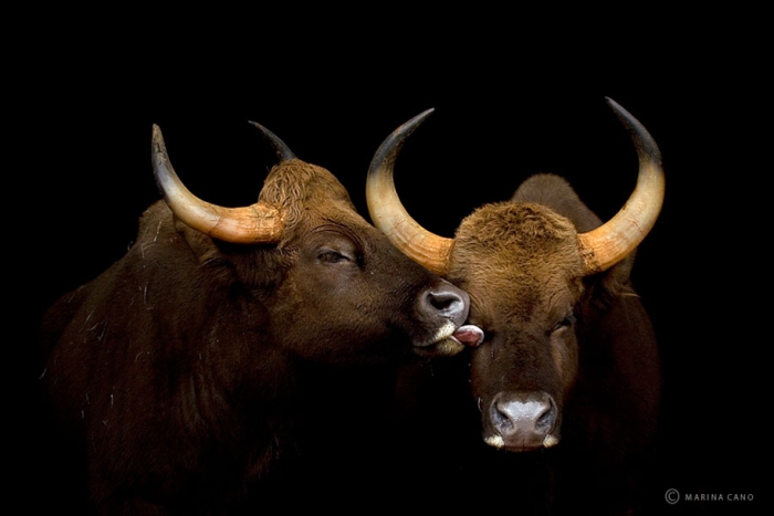 wildlife-animal-photography-marina-cano-21