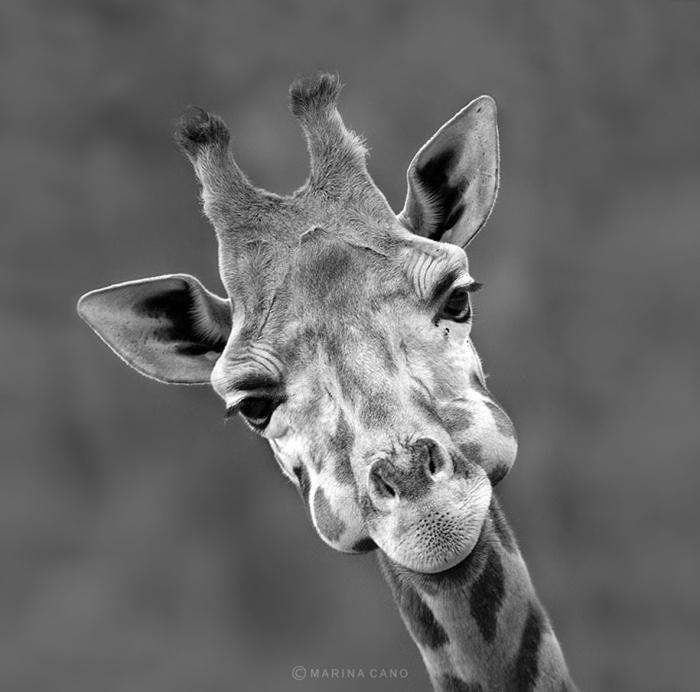 wildlife-animal-photography-marina-cano-22
